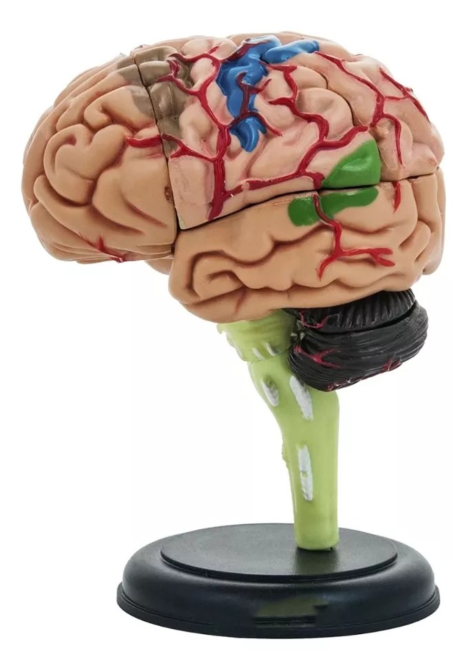 Cerebro Mini Modelo Anatómico 4d Desarmable 32 Partes