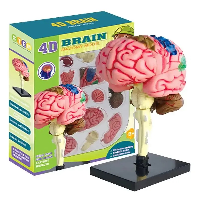 Modelo Anatómico Estudio Cerebro Humano Arterias Puzzle 4d