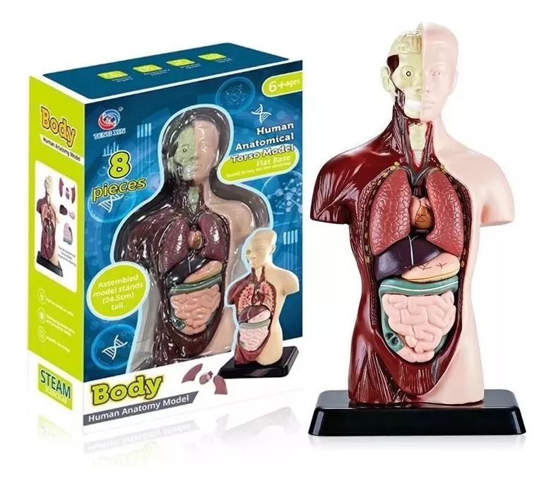 Modelo Anatómico Torso 24cm Partes Extraíbles Con Base