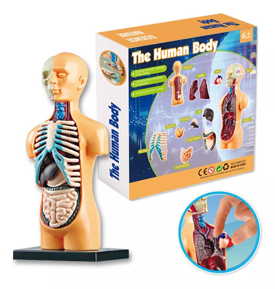 Torso Humano Modelo Anatomico Organos Extraible 16cm