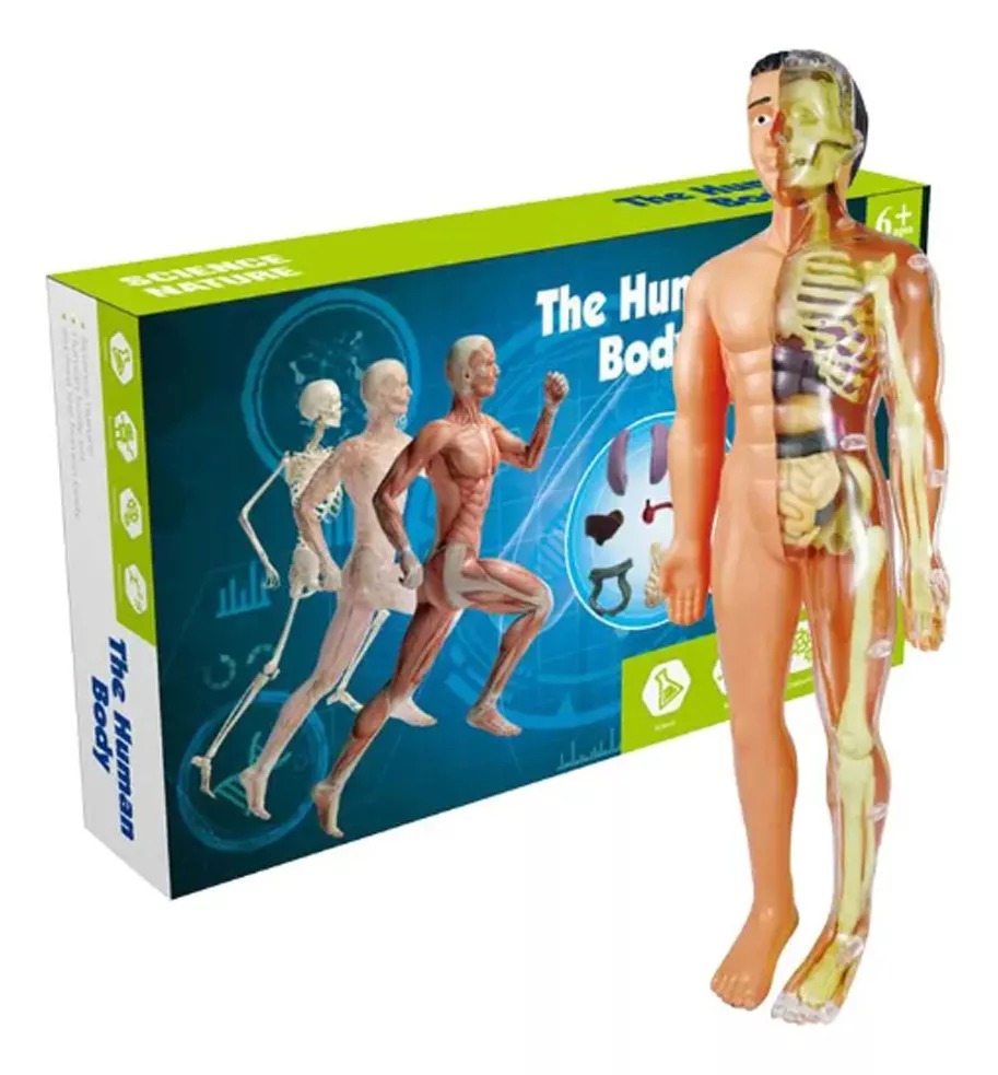 Modelo Anatómico Cuerpo Humano 28cm Extraíbles