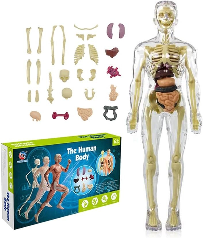 Modelo Anatómico Cuerpo Partes Extraíbles Transparente