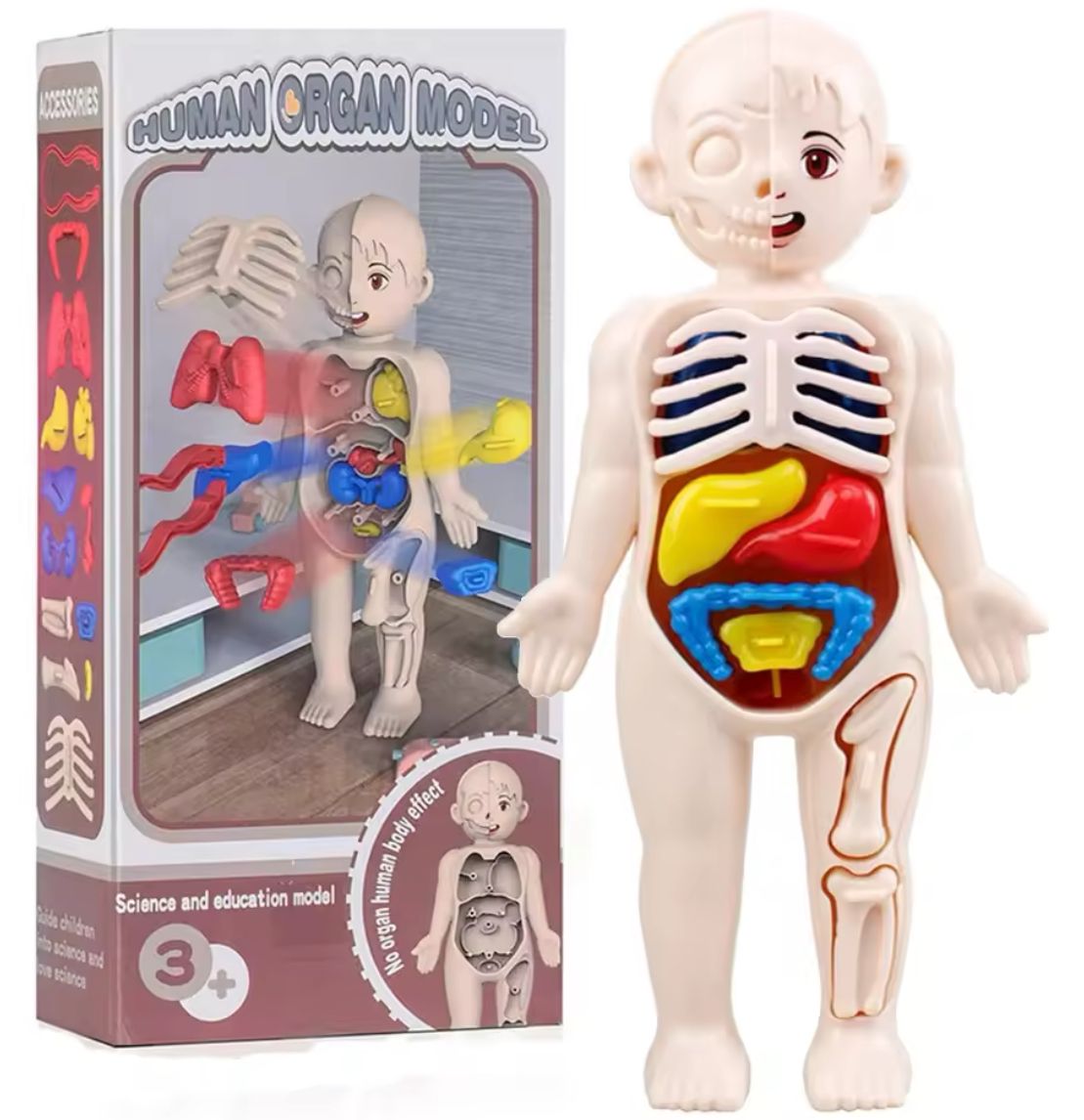 Juguete Anatómico Cuerpo Humano Armable Niños