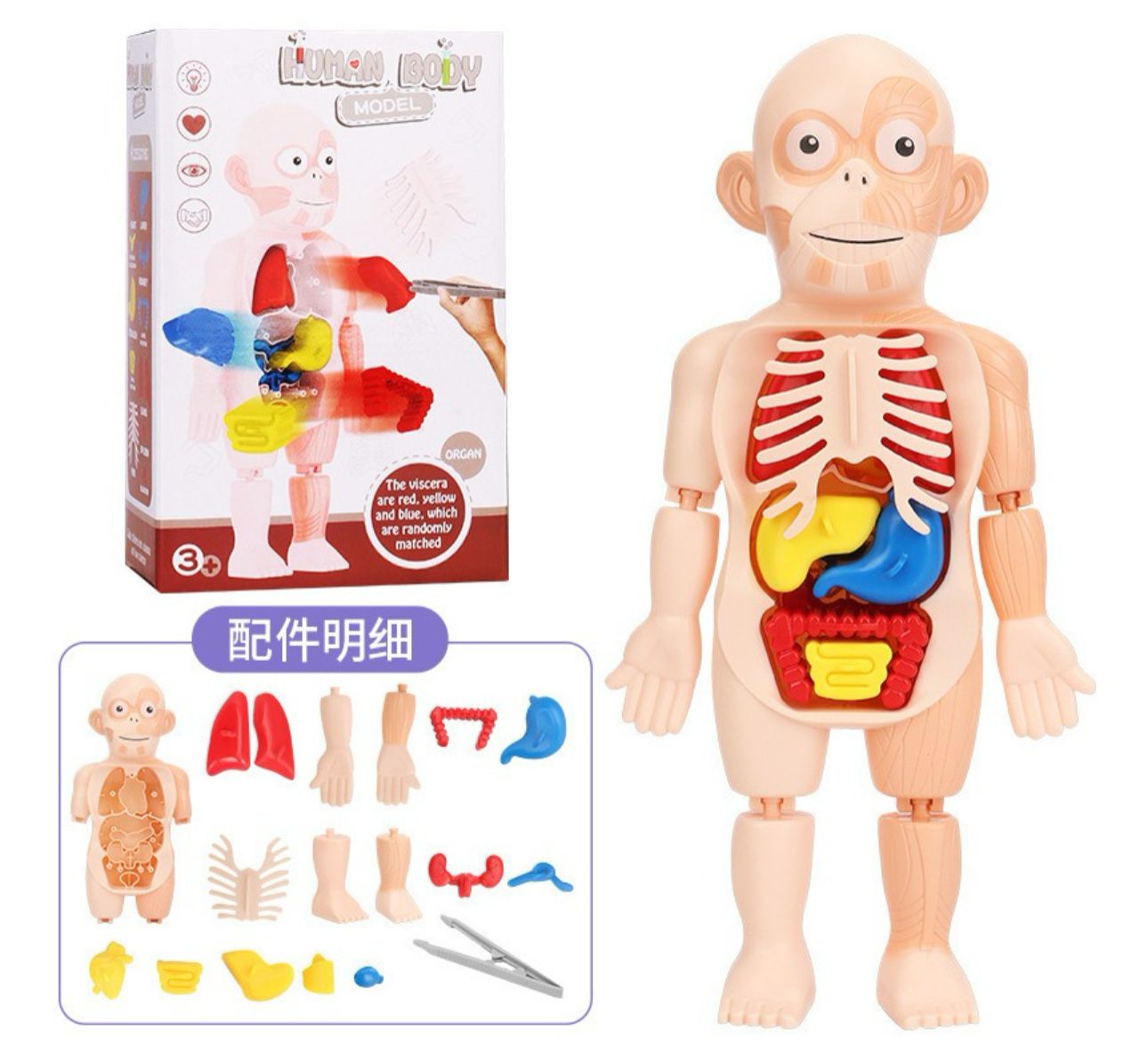 Muñeco Anatomia Para Niños - Montessori