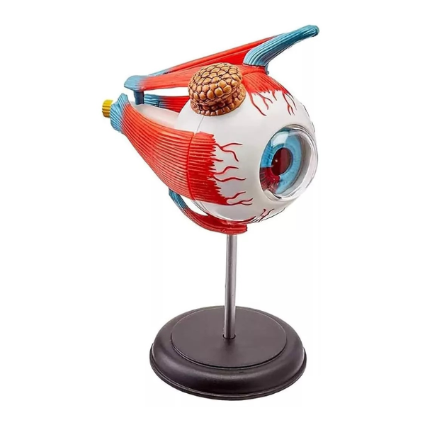 Ojo Humano Modelo De Globo Ocular Anatomía Del Ojo