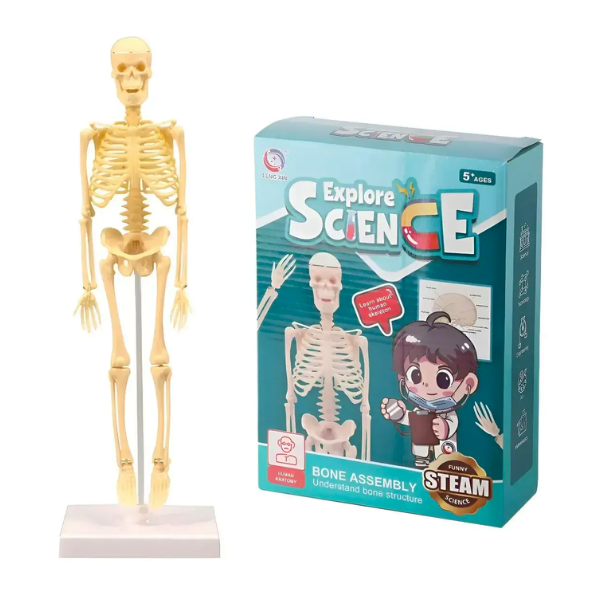 Juguete Científico Modelo Anatómico Esqueleto Humano Armable