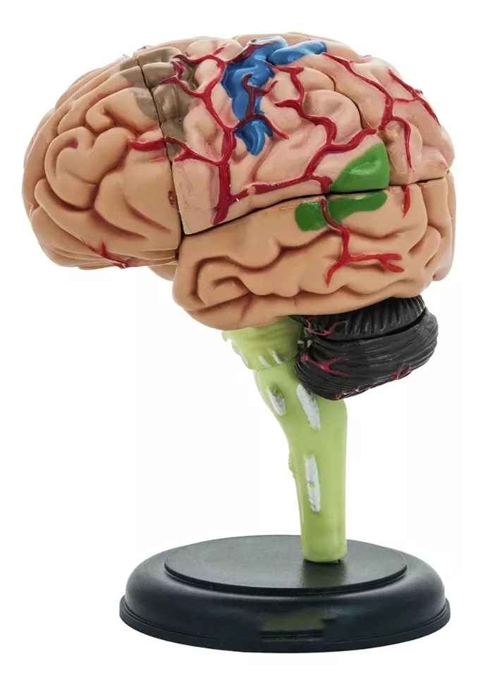 Cerebro Mini Modelo Anatómico 4d Desarmable 32 Partes