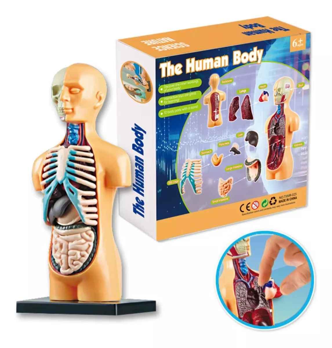 Juguete Cuerpo Humano Medicina Aprendizaje Niños Montessori