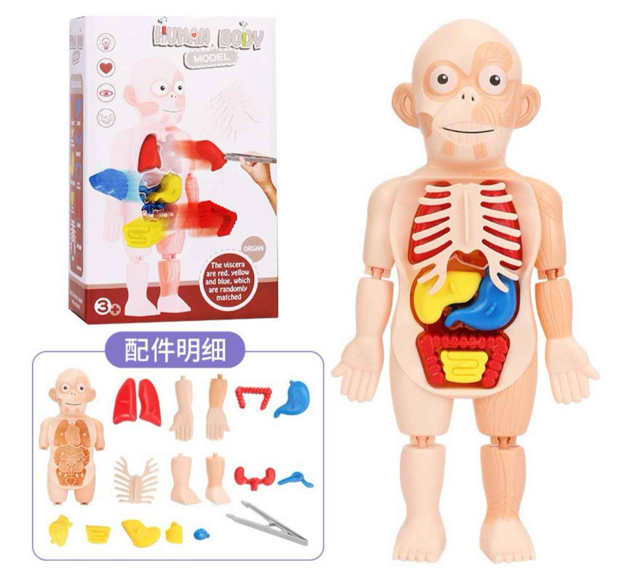 Muñeco Anatomia Para Niños - Montessori