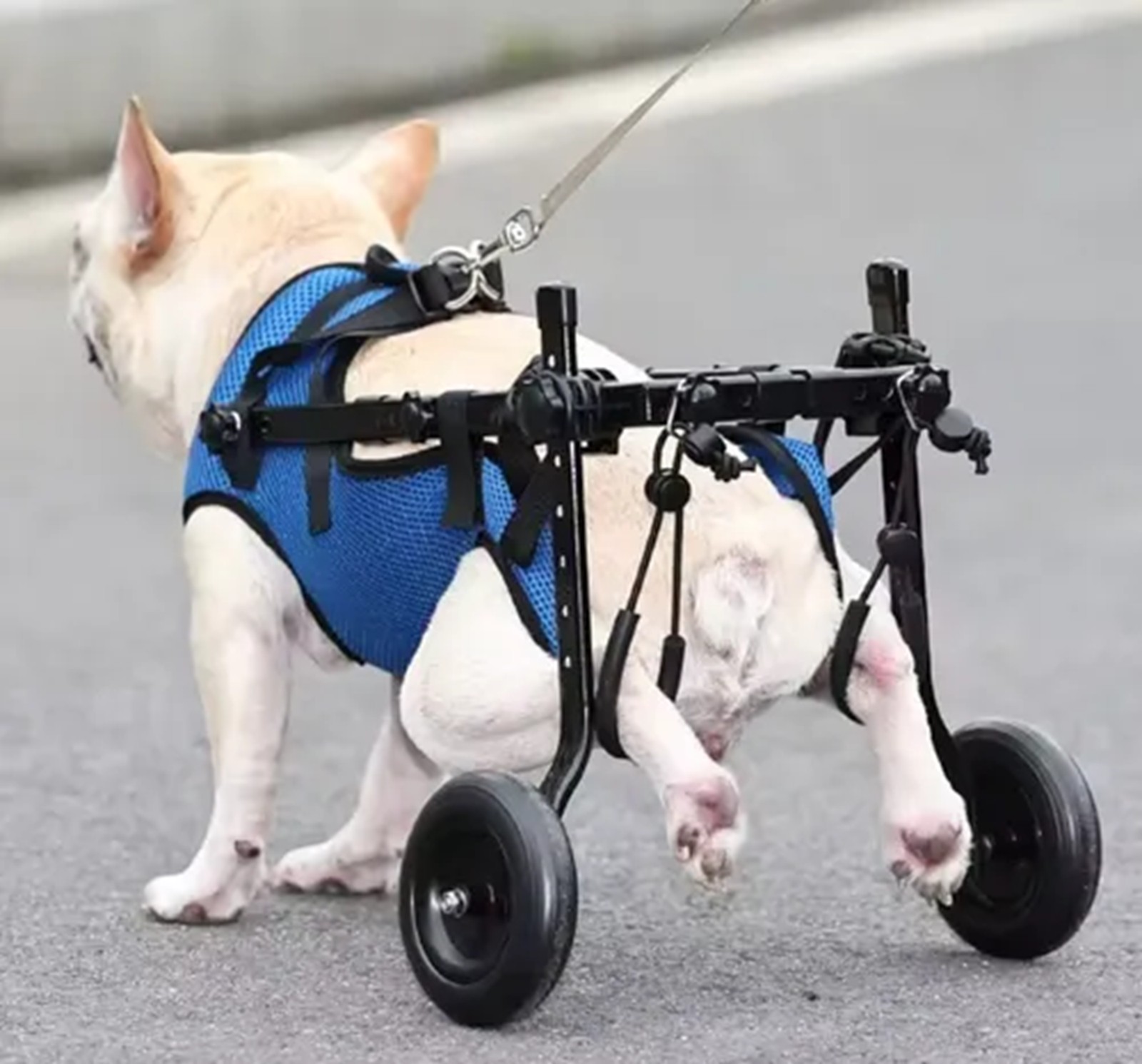 Silla De Ruedas Carrito Perro Gato Ajustable