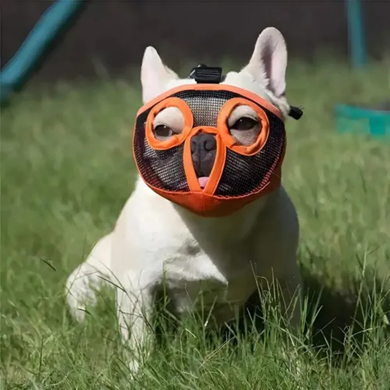 Bozal Para Perro Chico Arnes Bozal Perro Pequeño Bozal Corto