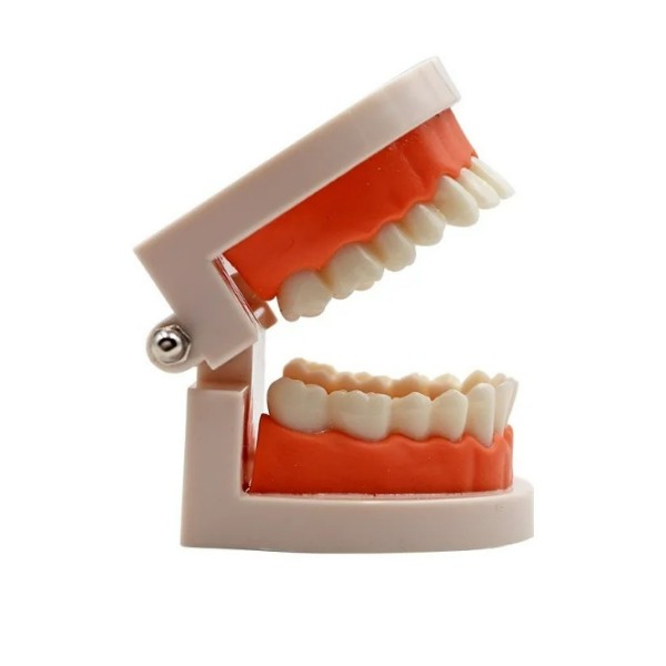 Nuevo Maqueta De Dientes Encías 28 Dientes - Modelo De Anato