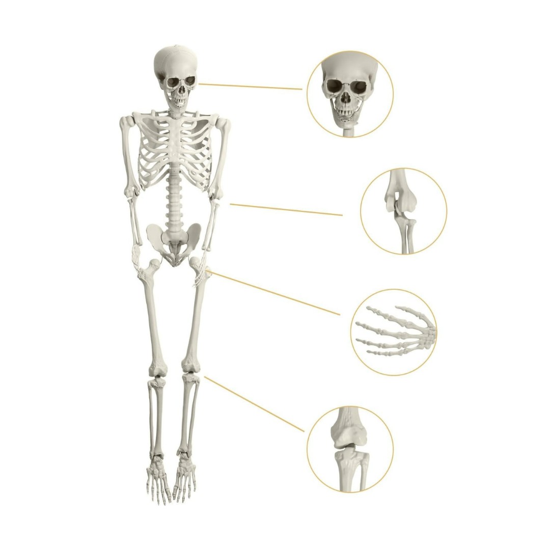 Esqueleto Humano Articulado De 55 Cm