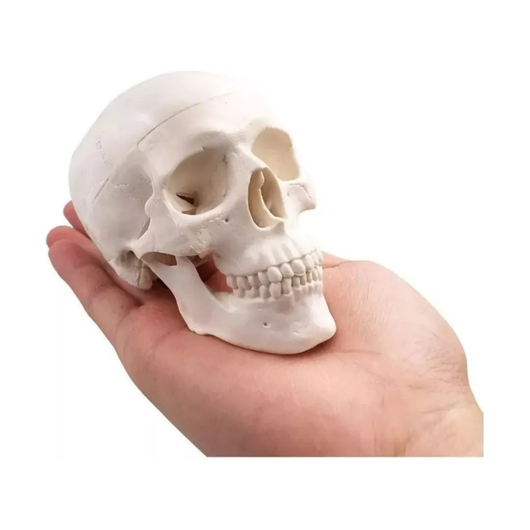 Mini Cráneo Humano Modelo Anatómico Desarmable Cabeza