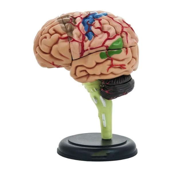 Cerebro Mini Modelo Anatómico 4d Desarmable 32 Partes