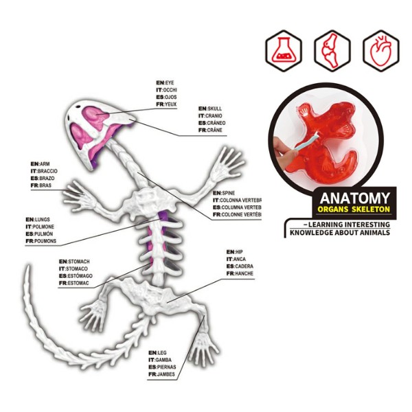 Kit Educativo de Ciencias para Niños Juego de Disección Animal