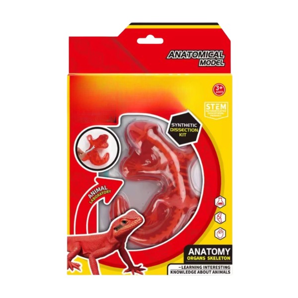 Kit Educativo de Ciencias para Niños Juego de Disección Animal