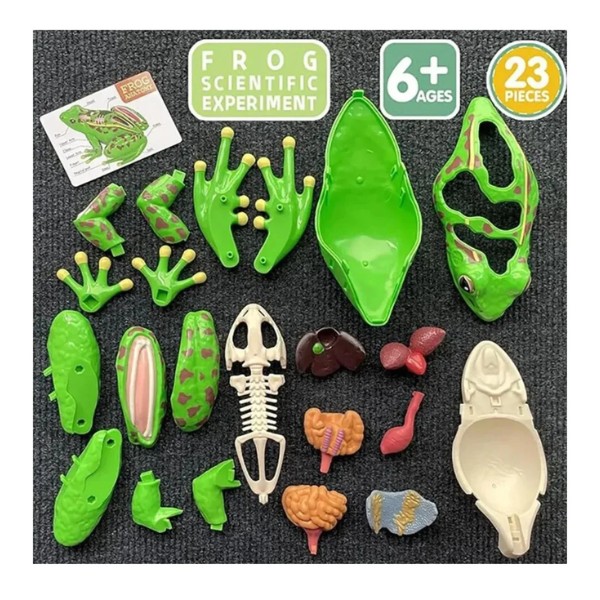 Modelo De Anatomía De Rana Ciencia En 4d Desmontable