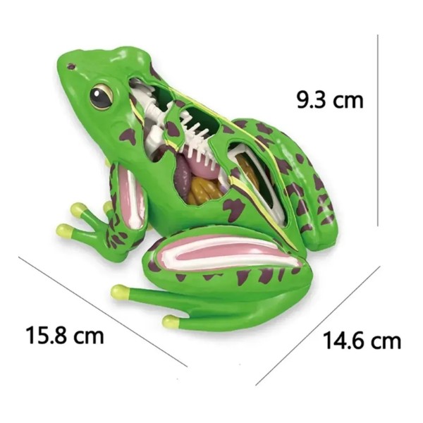Modelo De Anatomía De Rana Ciencia En 4d Desmontable