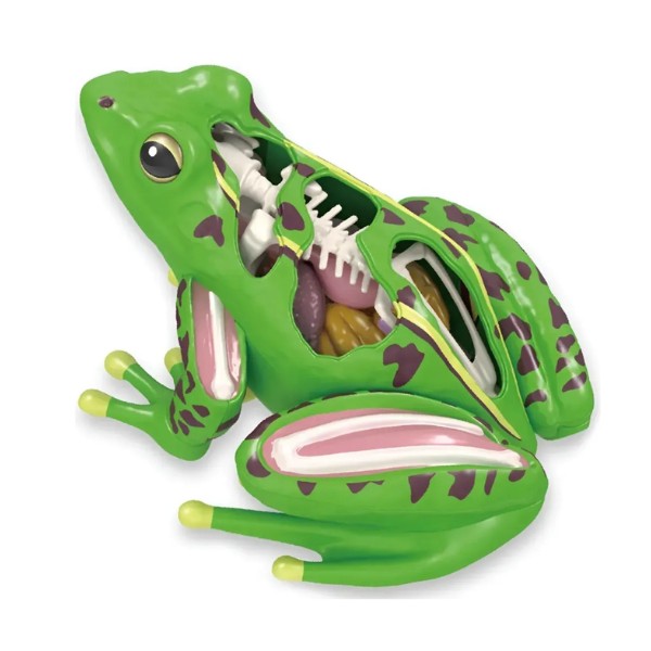 Modelo De Anatomía De Rana Ciencia En 4d Desmontable
