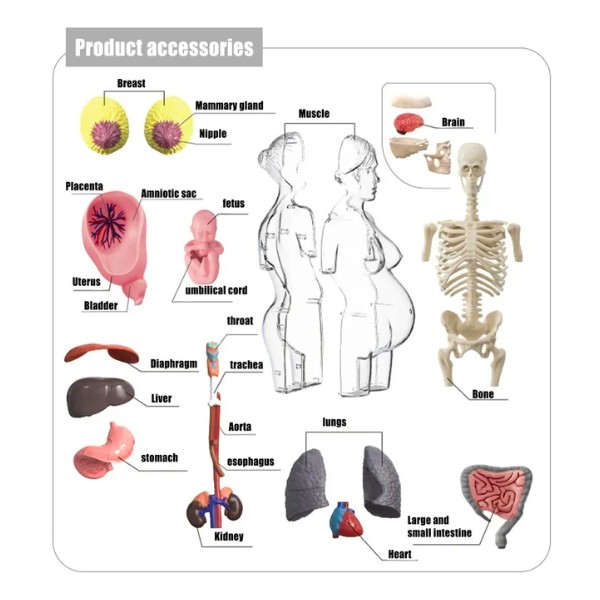 Modelo Anatomía Humana 4D Cuerpo Humano Desarmable Didáctico Embarazo