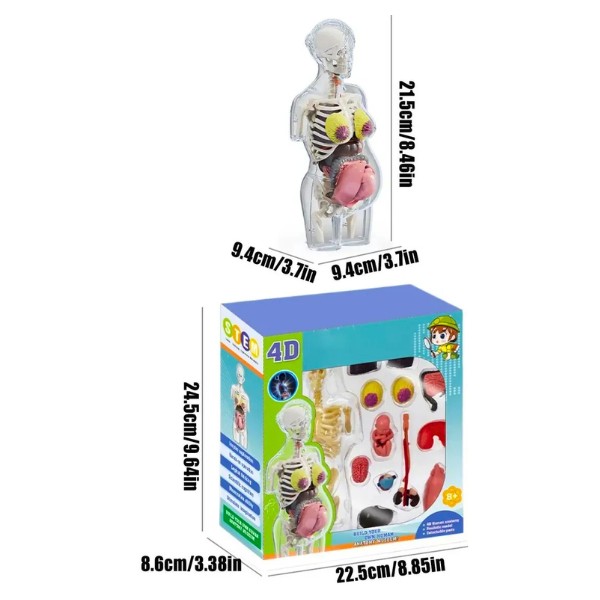 Modelo Anatomía Humana 4D Cuerpo Humano Desarmable Didáctico Embarazo