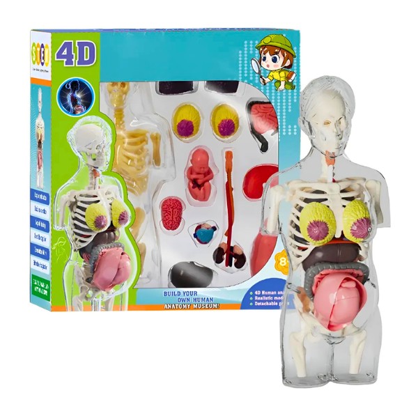 Modelo Anatomía Humana 4D Cuerpo Humano Desarmable Didáctico Embarazo