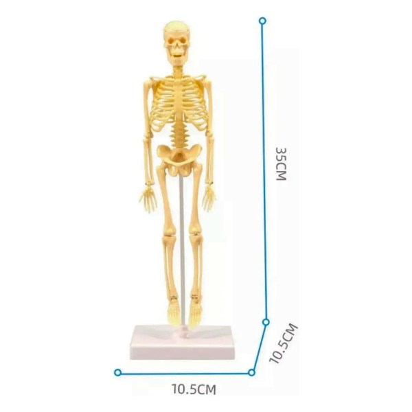 Juguete Científico Modelo Anatómico Esqueleto Humano Armable