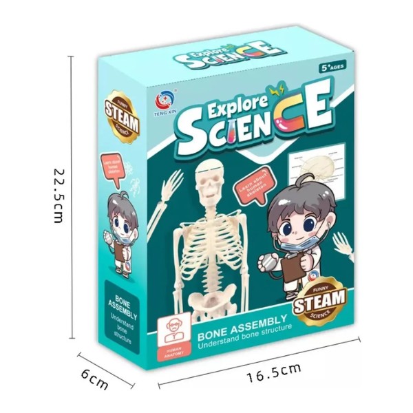 Juguete Científico Modelo Anatómico Esqueleto Humano Armable