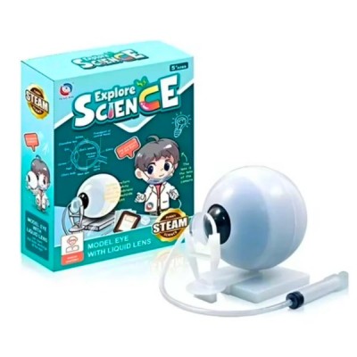 Modelo Ojo Humano Globo Ocular: Anatomía Didáctica