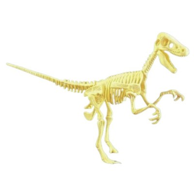 Esqueletos Dinosaurios Educativo Niños
