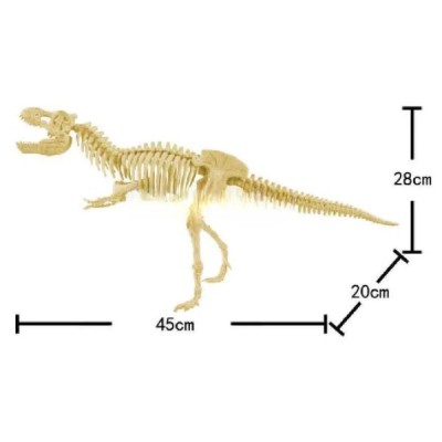 Esqueletos Dinosaurios Educativo Niños